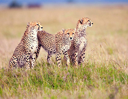 4-days-3-nights-ngorongoro-crater-serengeti-safari-package