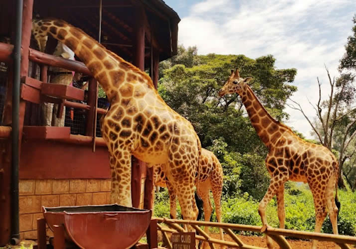 giraffe-center-day-tour