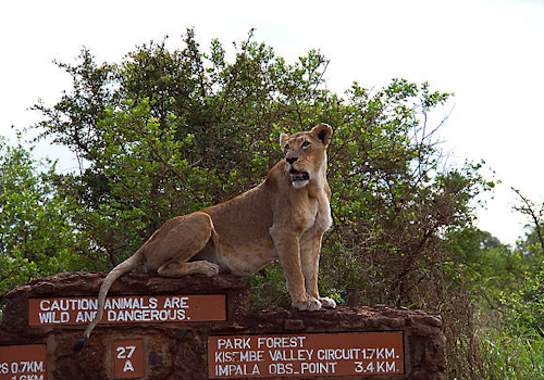 nairobi-national-park-day-tour
