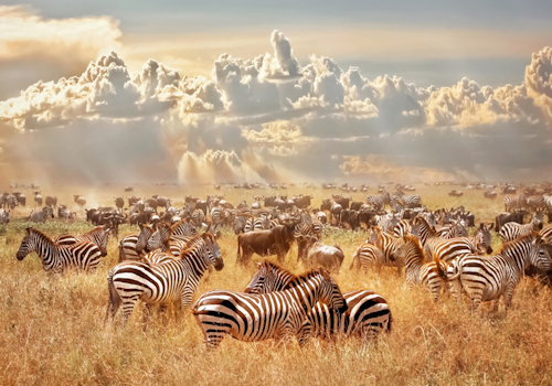 7-days-lake-manyara-serengeti-ngorongoro-crater-tarangire-safari