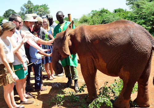 daphne sheldrick elephant orphanage