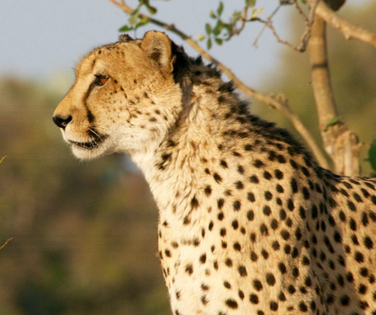 Cheetah